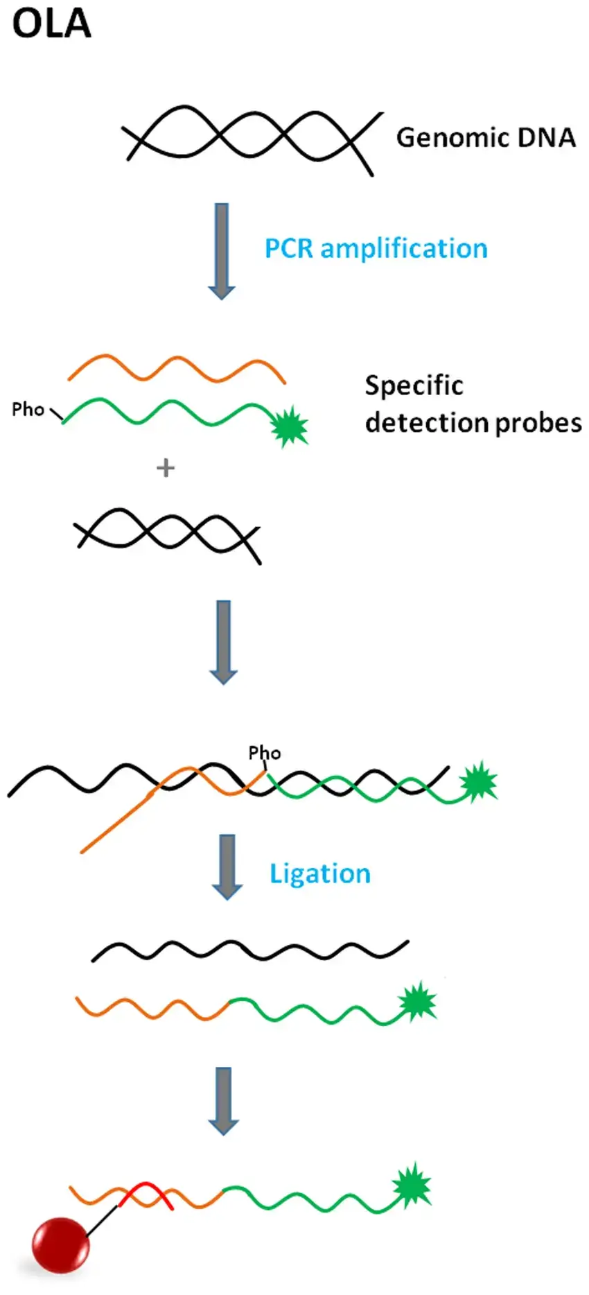 Why It’s Unique: Single-Nucleotide Resolution
